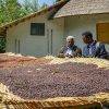 ETIOPIA Torea Village coffee on raised beds