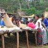 ETIOPIA Torea Village - messa in sacchi dei chicchi di caffè