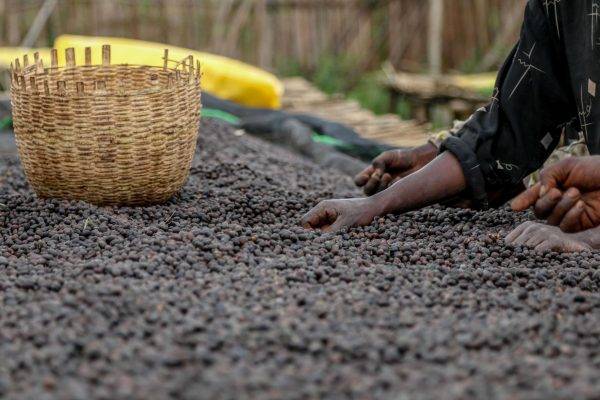 ETIOPIA Torea Village - controllo del caffè