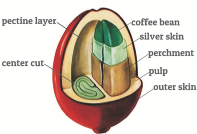 Coffee cherry anatomy