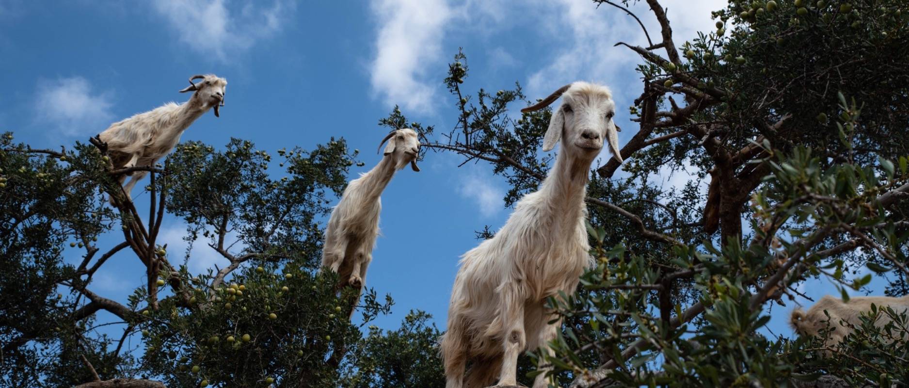 Goats on top of a tree