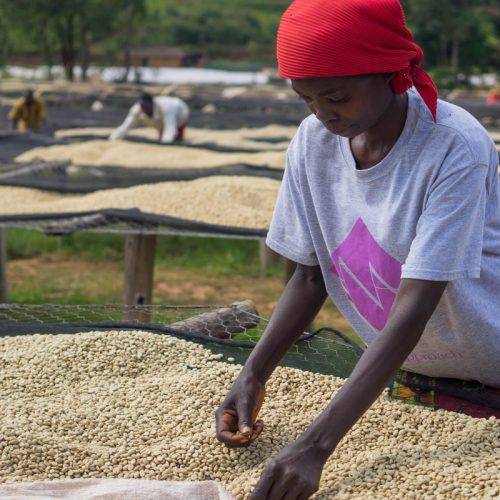 Woman selecting the best coffee beans