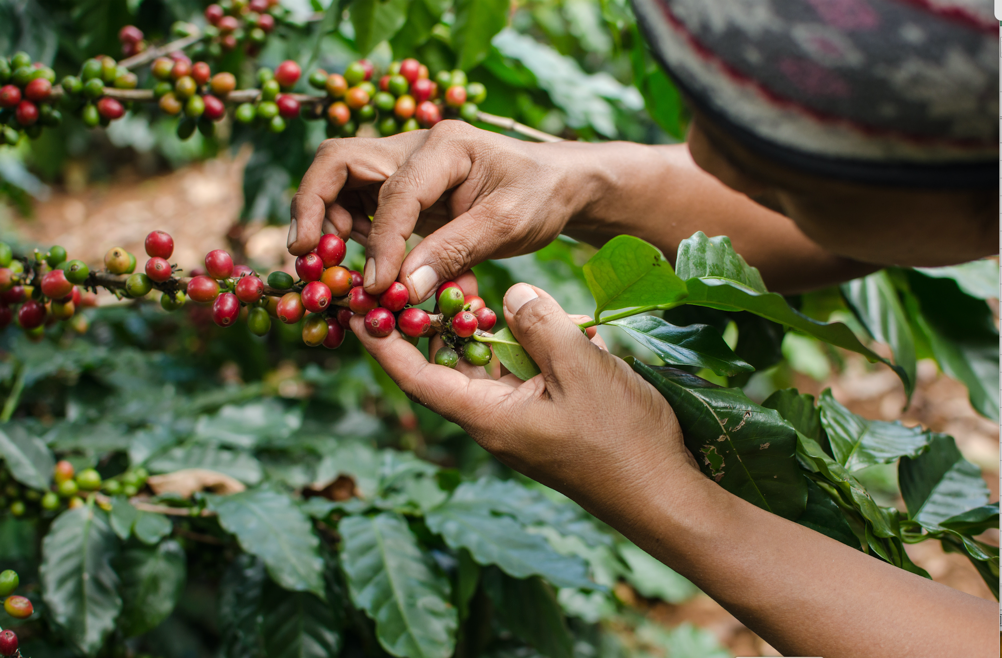 Hand picking of coffee cherries done by a woman