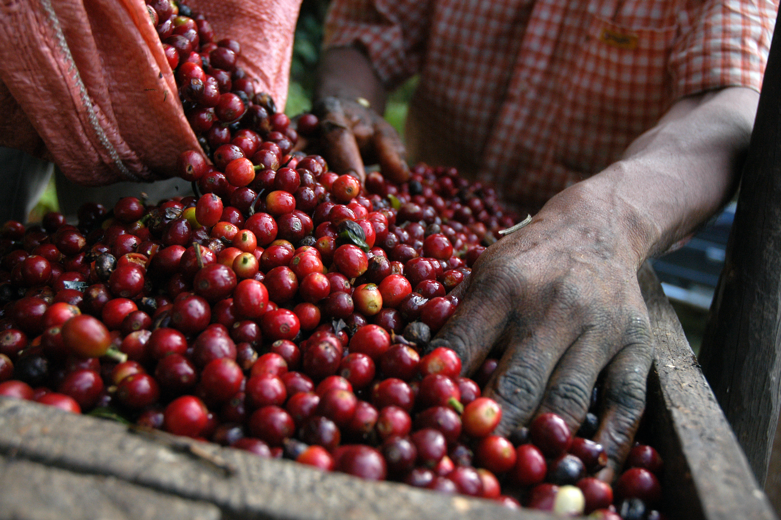 A man starting the processing of the coffee cherries