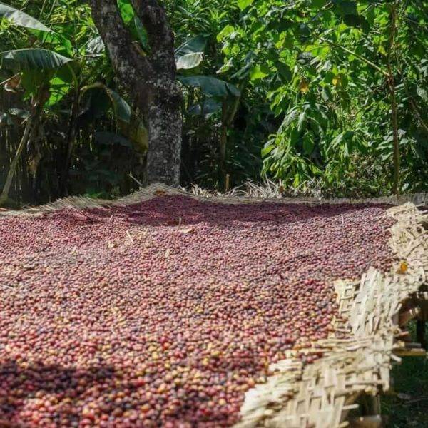 Ethiopia torea village specialty coffee