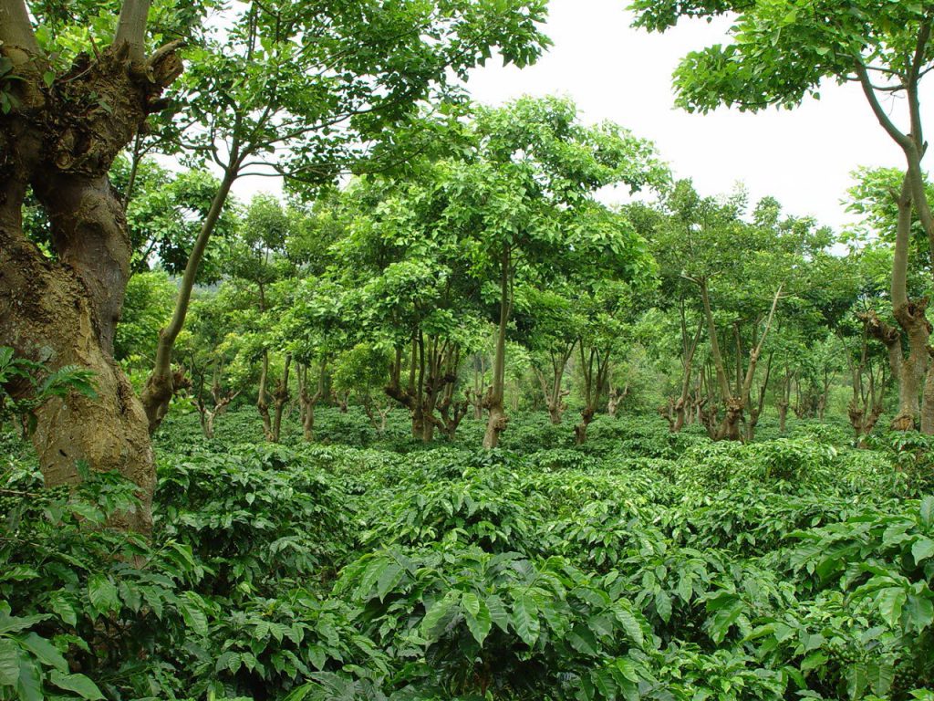 SHADE GROWN COFFEE PLANTATION