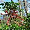 Coffee tree upclose with red cherries