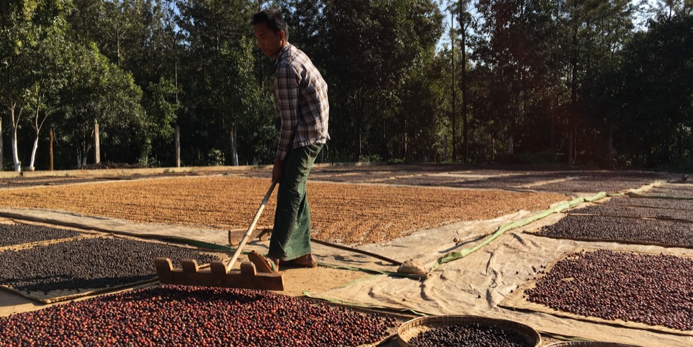 Man drying coffee in Myanmar