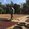 Myanmar coffee drying