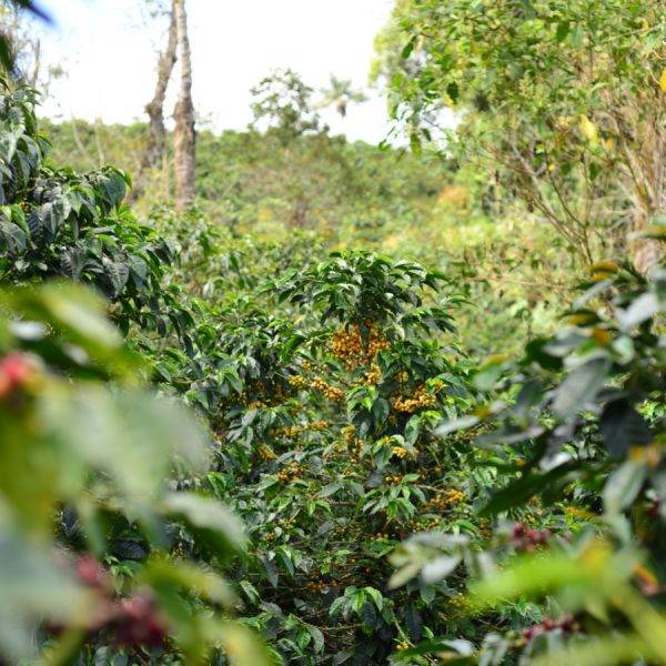 A coffee tree inside a plantation